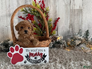 Toy Poodle dogs Turner - Ad 34