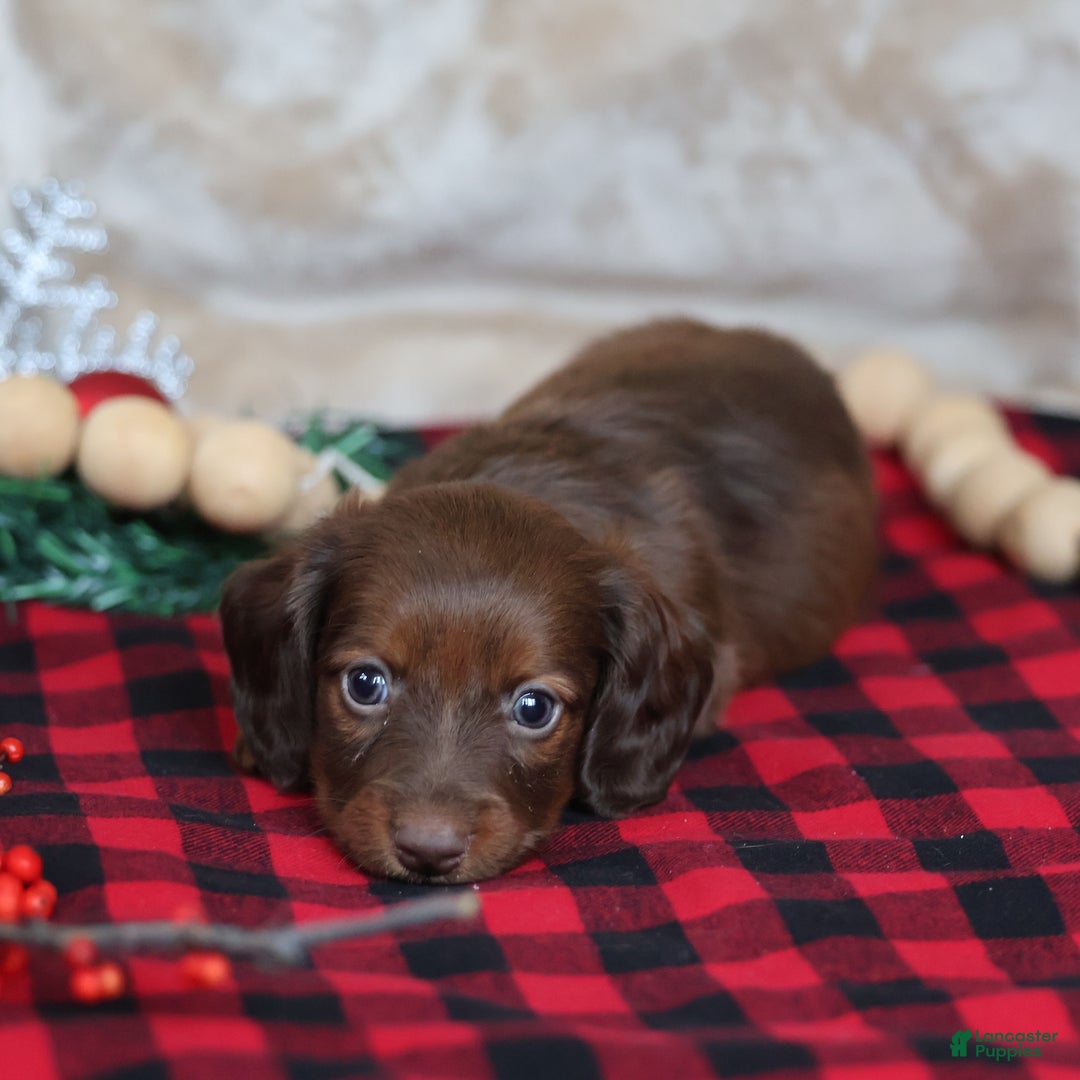 Miniature Dachshund dogs for sale: Snowflake  - Ad 3