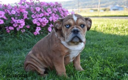 Mixed Breed dogs for sale: Macey - Image 2