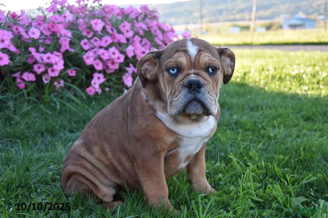 Mixed Breed dogs for sale: Macey - Image 2