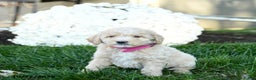 Goldendoodle dogs for sale: Brindy - Ad 5