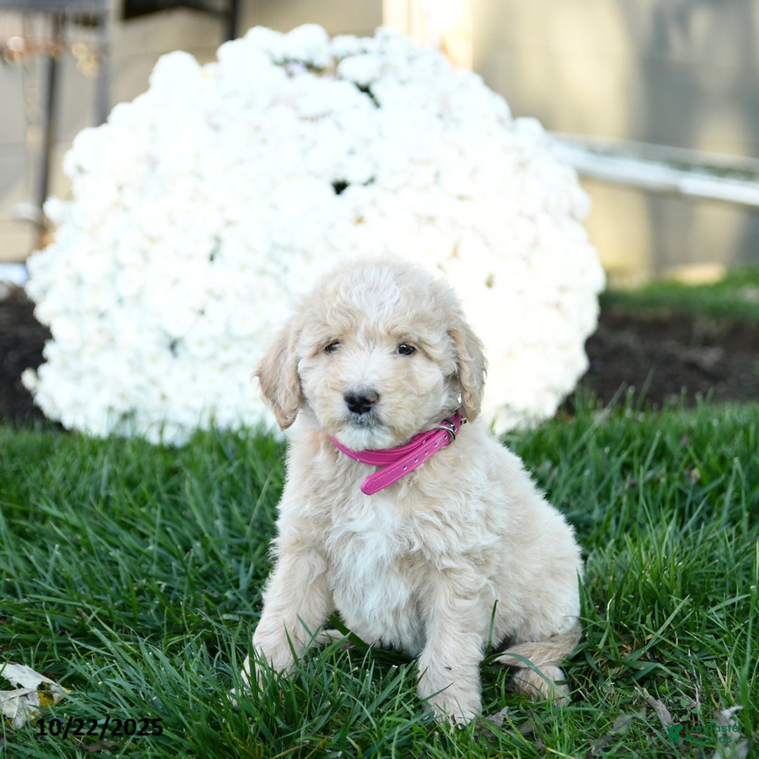 Goldendoodle dogs for sale: Brindy - Ad 5