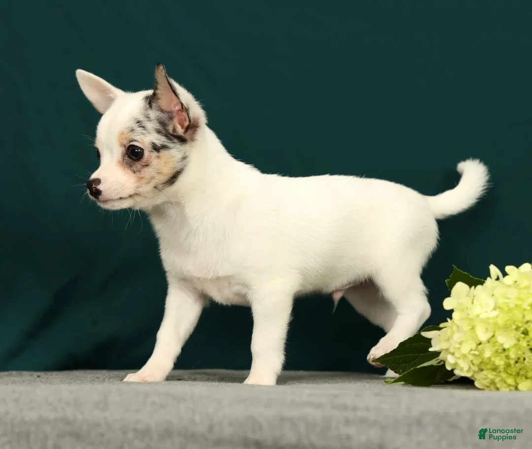 Chihuahua dogs for sale: Patches - Ad 2