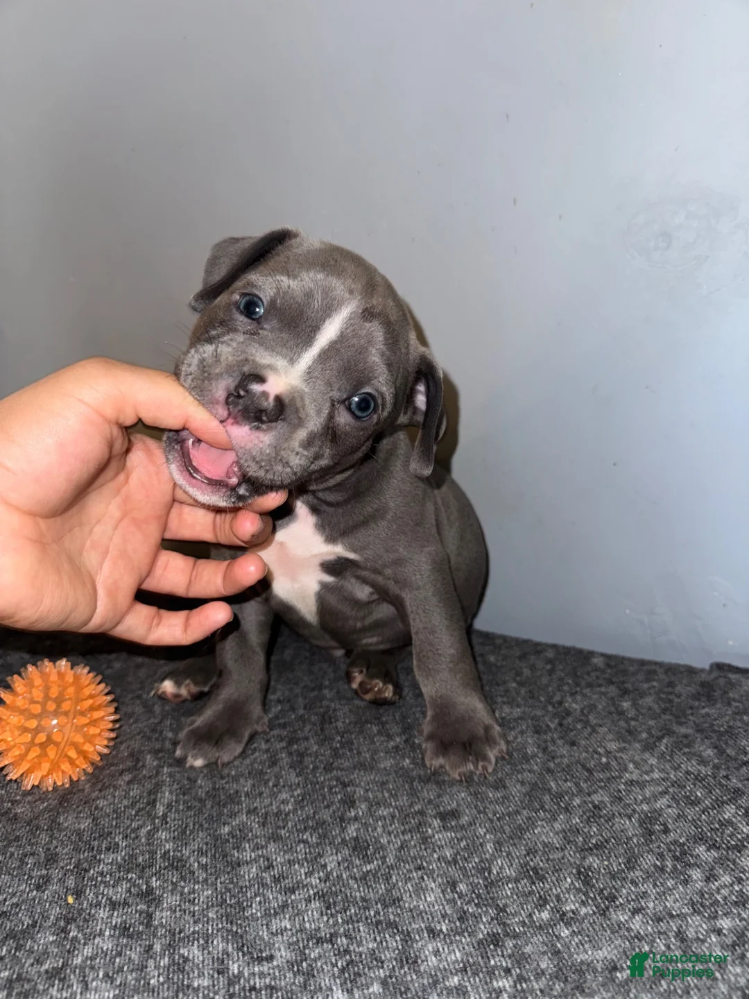 American Bully dogs for sale: Tank - Ad 2