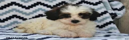 Shihpoo dogs for sale: Brielle - Ad 4