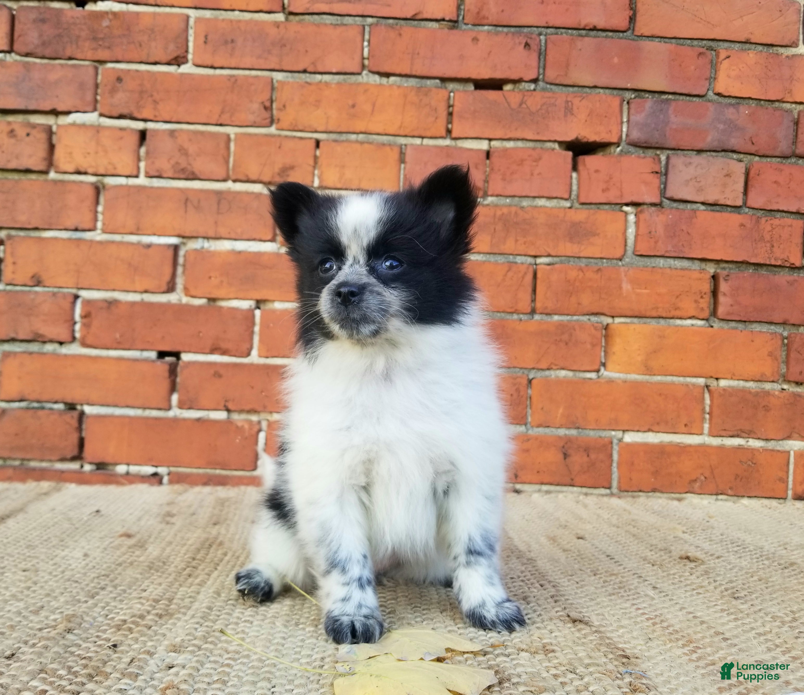Pomeranian dogs Zoey  - Ad 2