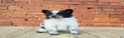 Pomeranian dogs for sale: Zoey  - Ad 2
