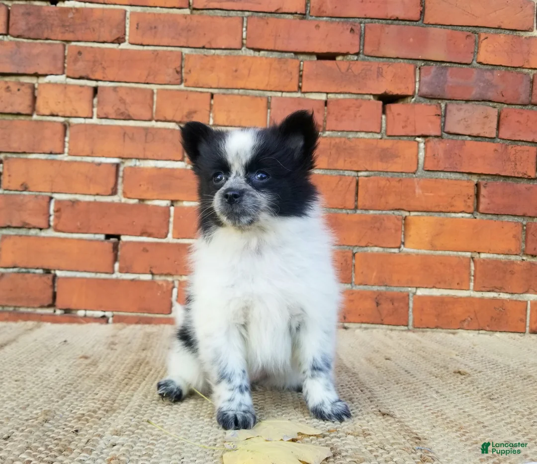 Pomeranian dogs for sale: Zoey  - Ad 2