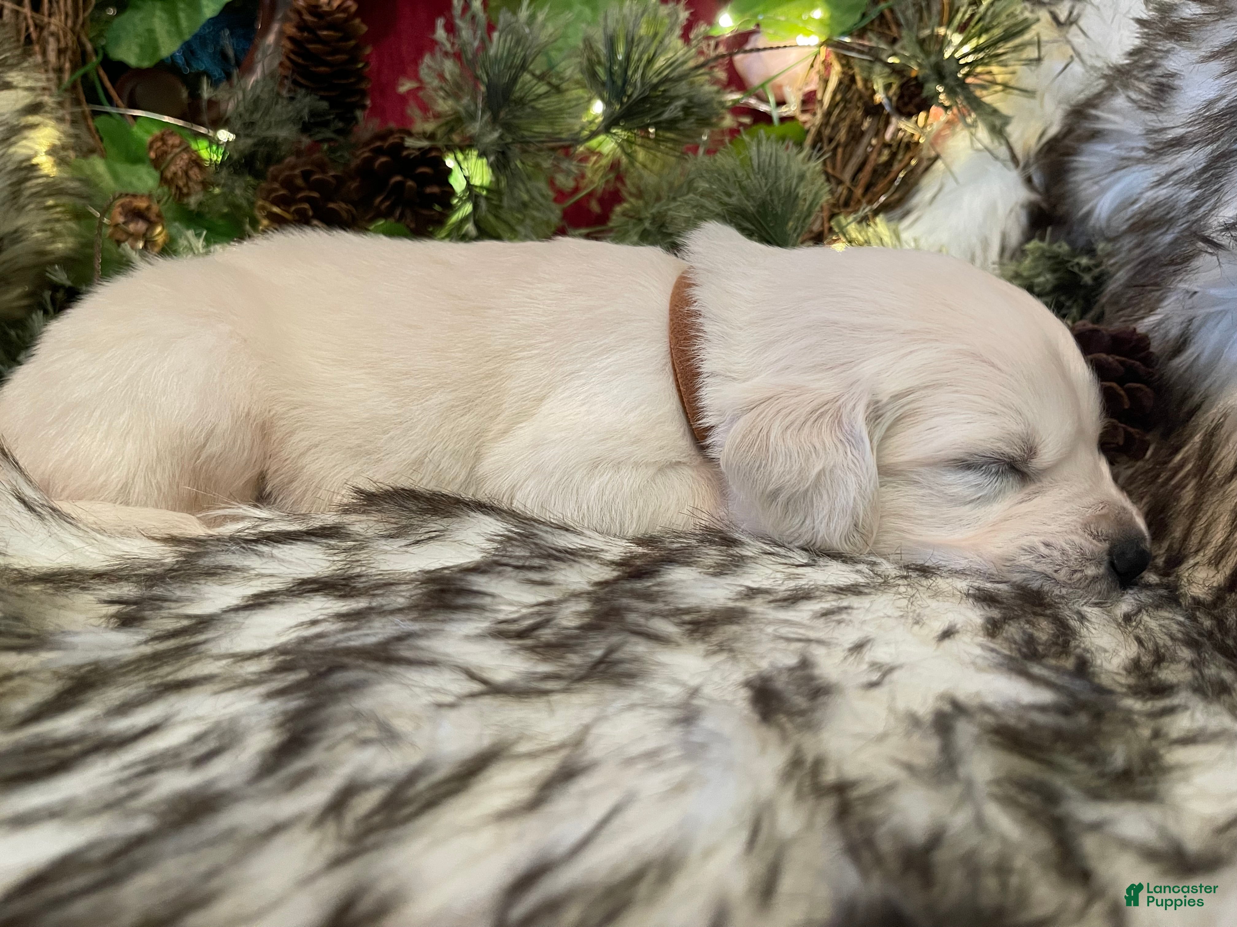 Golden Retriever dogs Mya - Ad 1