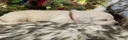 Golden Retriever dogs for sale: Mya - Ad 1