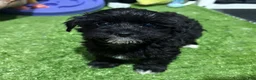 Morkie dogs for sale: Nela - Ad 2