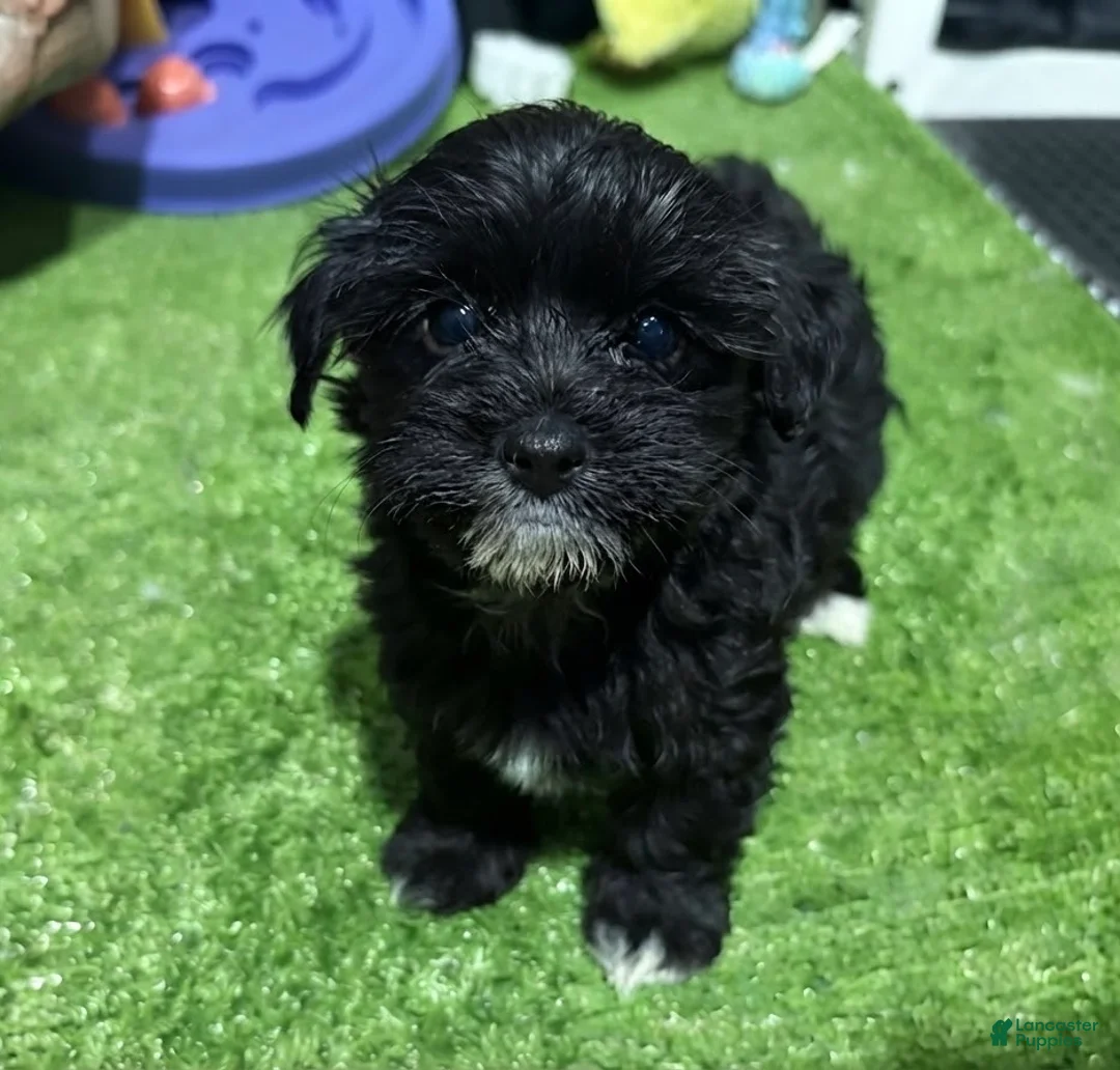 Morkie dogs for sale: Nela - Ad 2