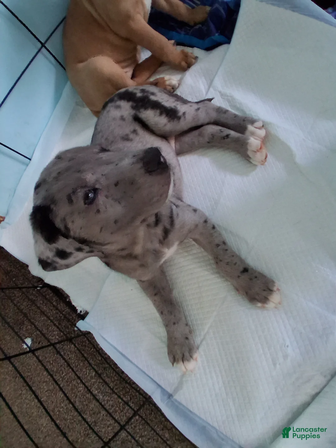 Mixed Breed dogs for sale: Frost - Ad 1