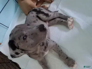 Mixed Breed dogs for sale: Frost - Ad 1