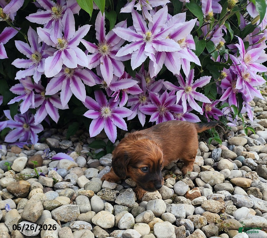 Dachshund dogs Henry - Ad 10