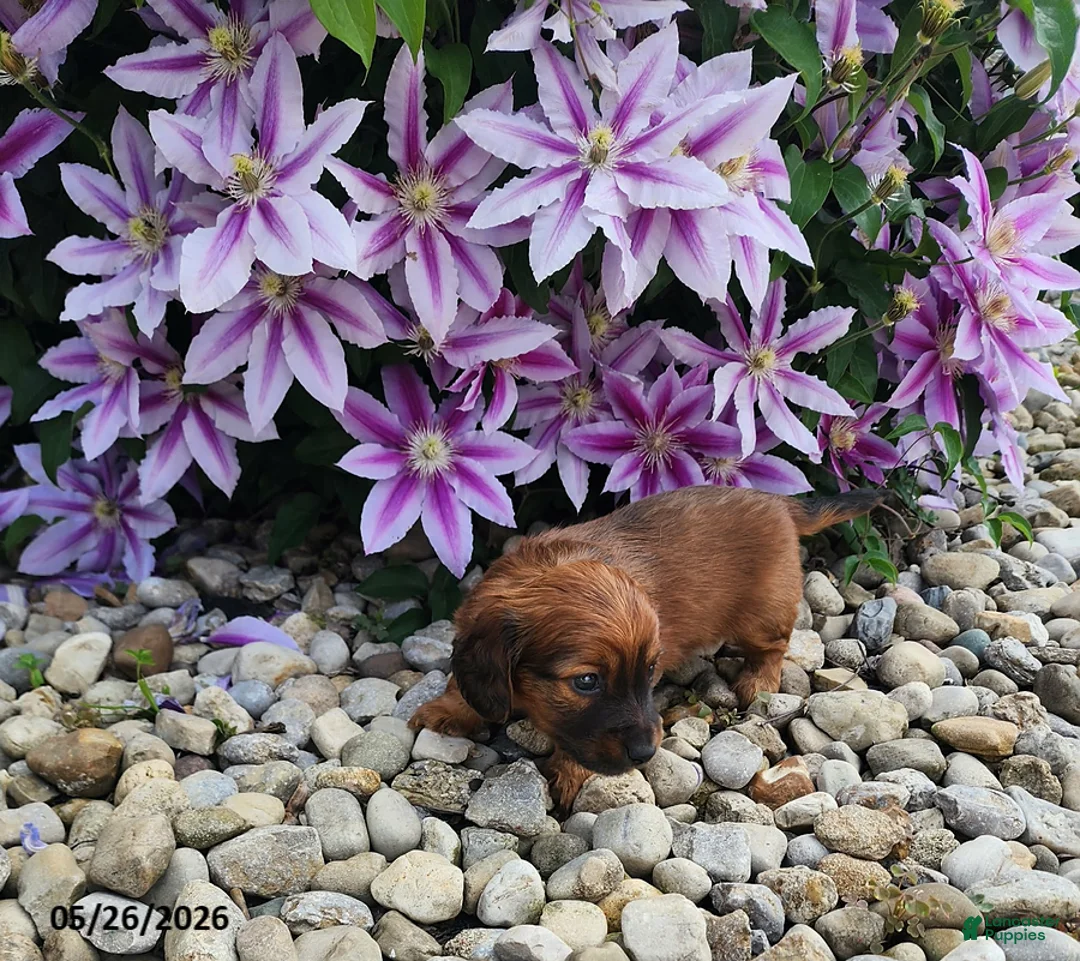 Dachshund dogs for sale: Henry - Ad 1