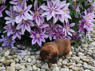 Dachshund dogs Henry - Ad 10