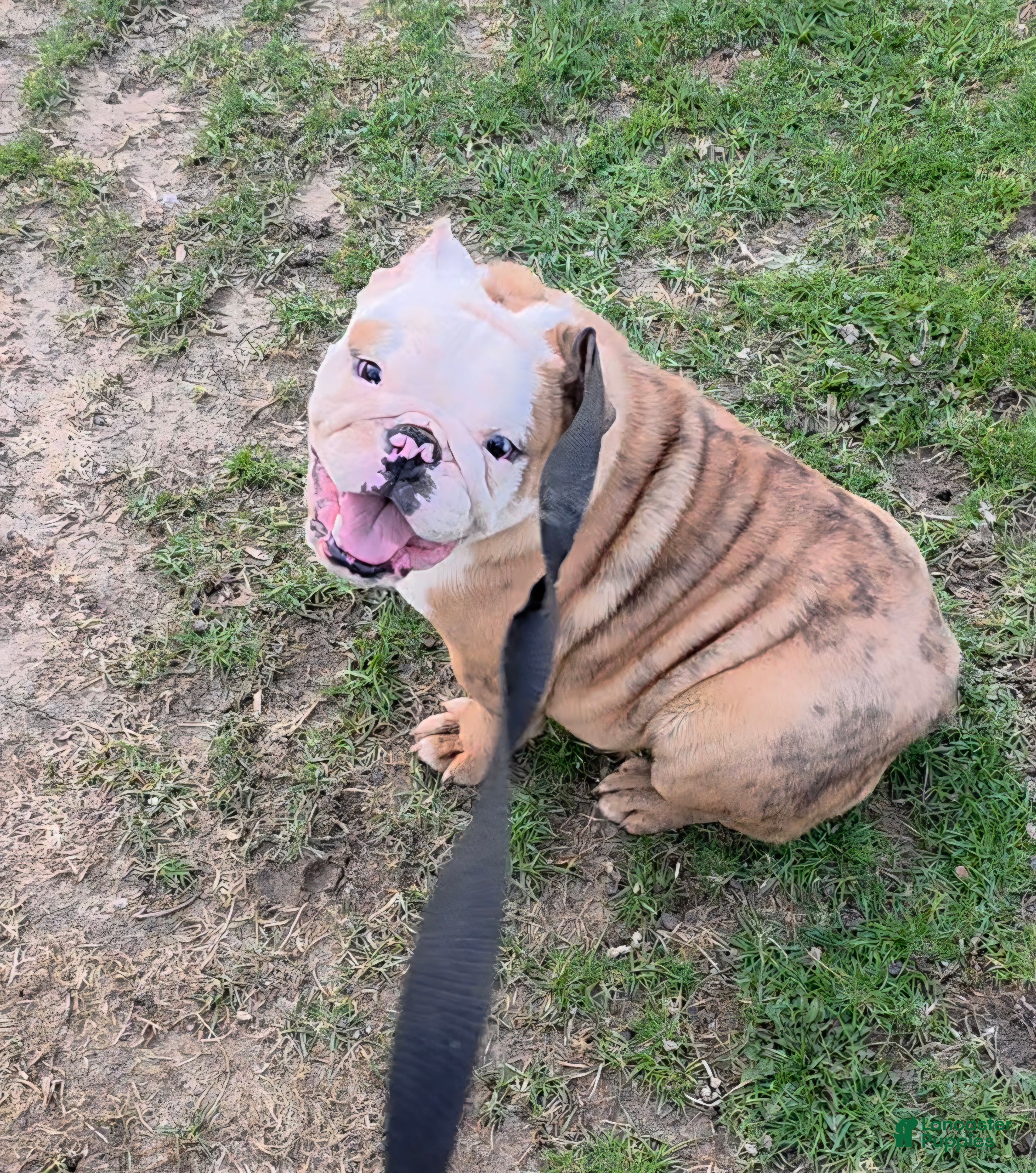 English Bulldog dogs Ambition  - Ad 1