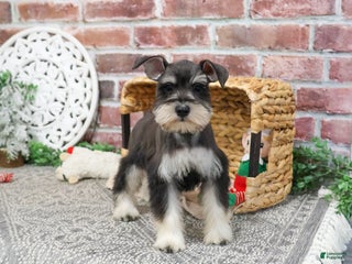 Miniature Schnauzer dogs Maureen - Ad 12