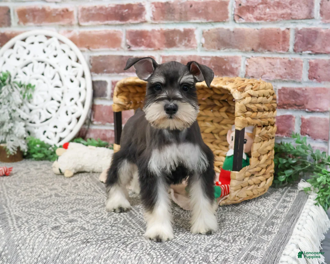 Miniature Schnauzer dogs for sale: Maureen  - Ad 8