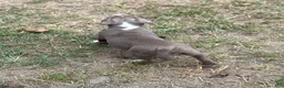 American Bully dogs for sale: Beauty - Ad 5
