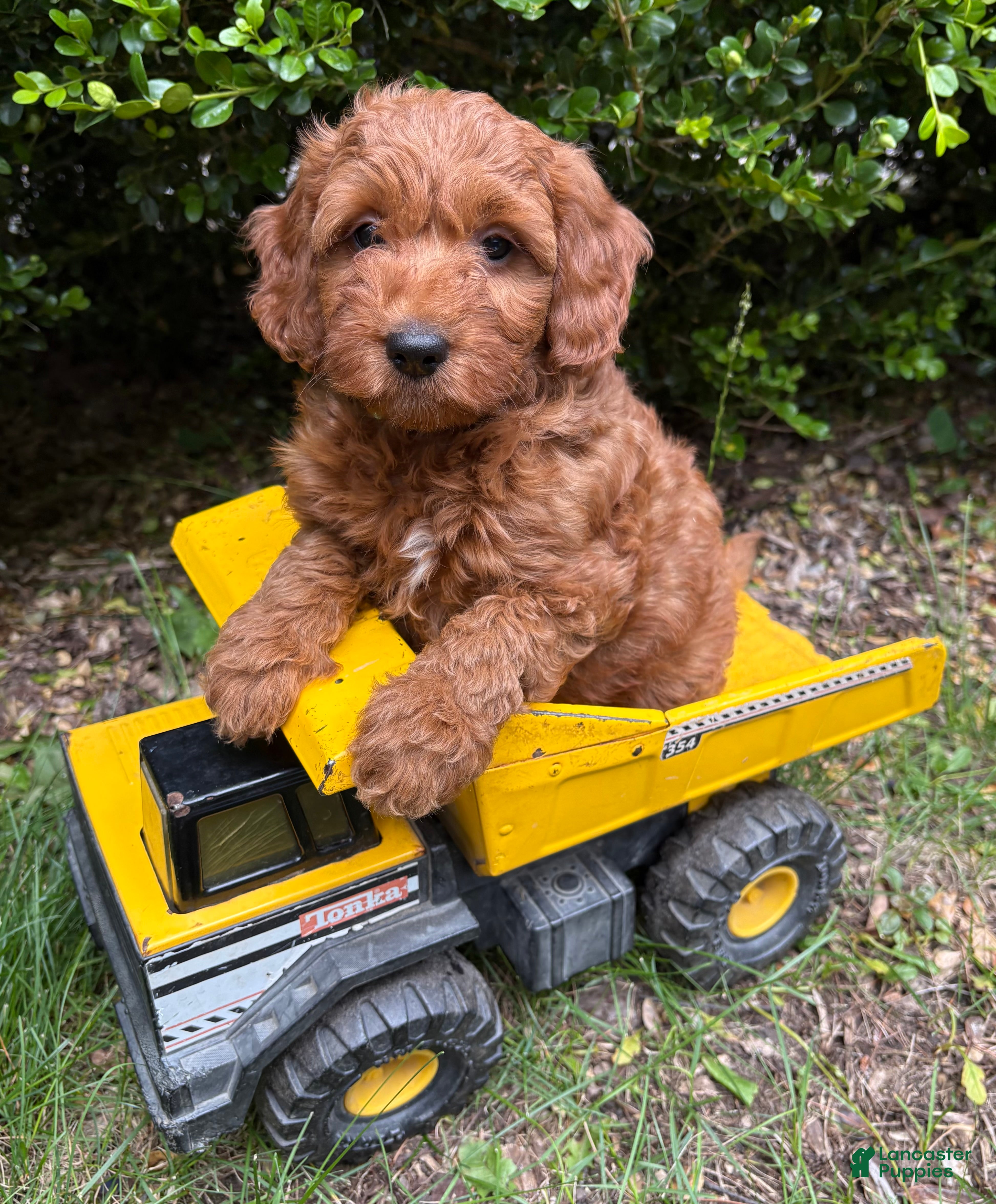 Goldendoodle dogs Ace - Ad 1
