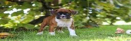 Boxer dogs for sale: Dally - Ad 4