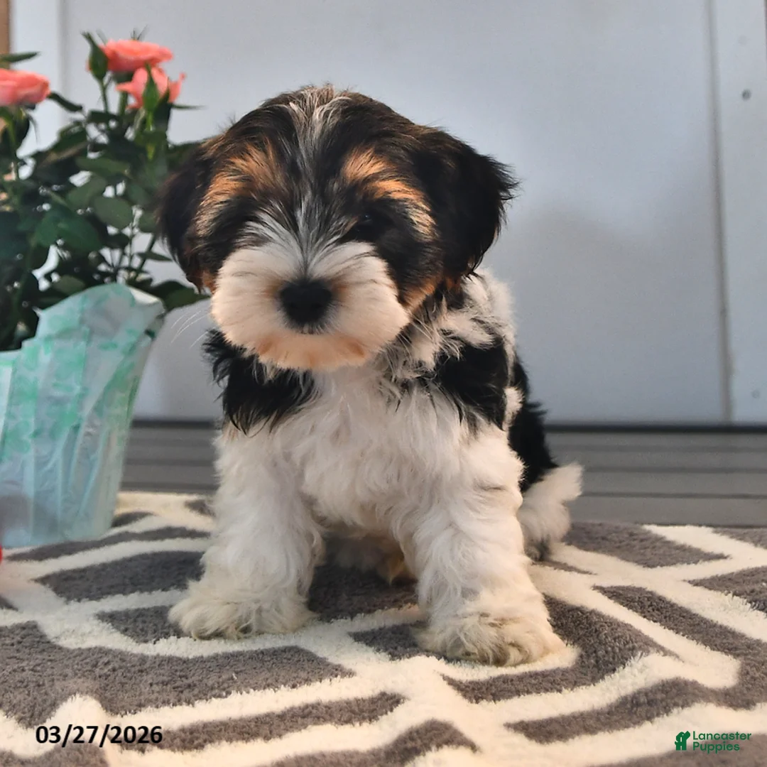 Biewer Terrier dogs for sale: Becky - Ad 1