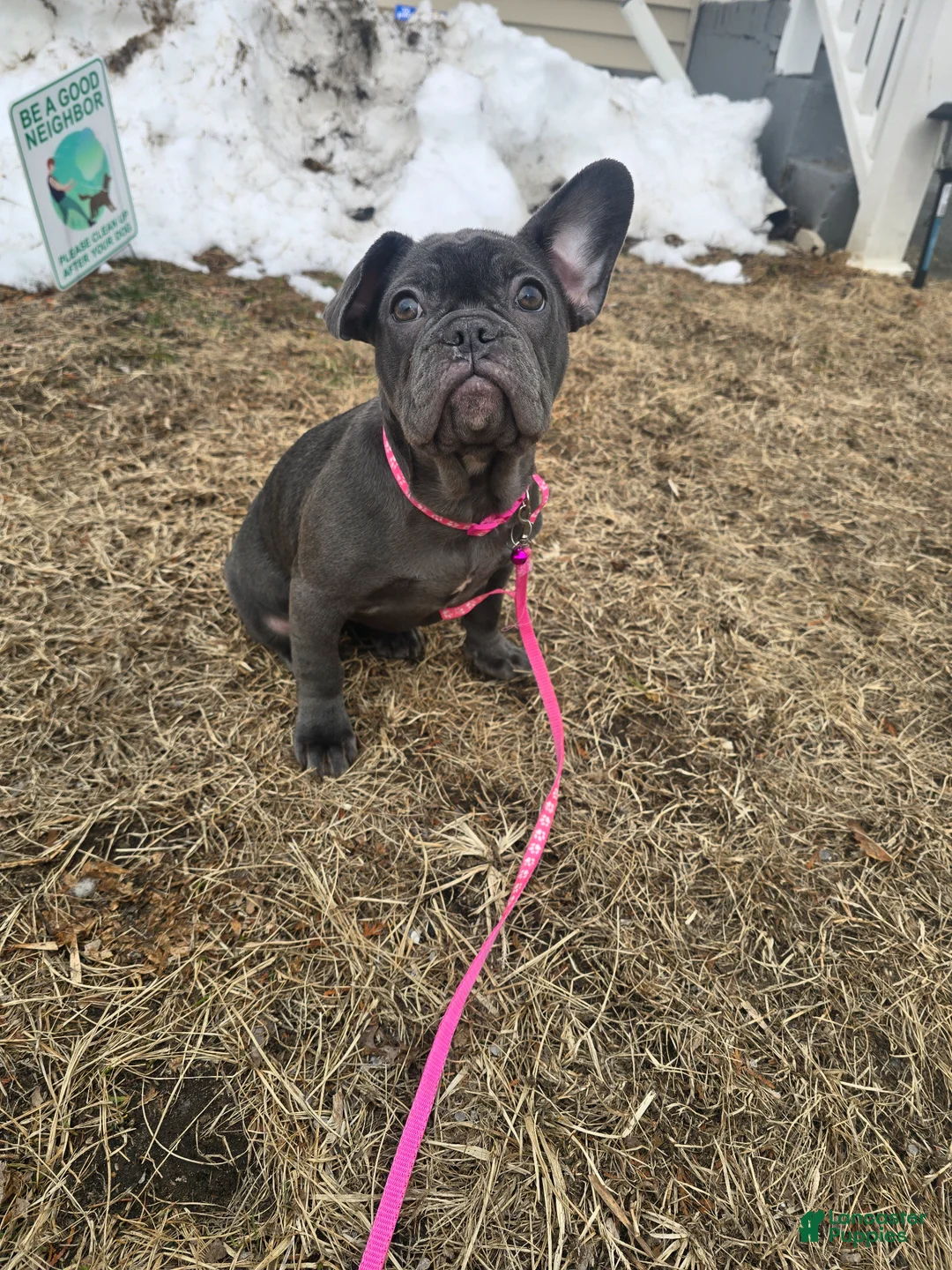 Mixed Breed dogs for sale: Mixed Breed Puppy 1 - Ad 1