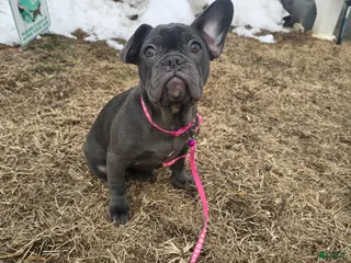 Mixed Breed dogs Mixed Breed Puppy 1 - Ad 4