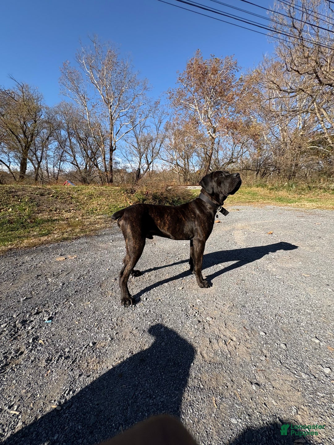 Cane Corso dogs for stud: Xphos - Ad 2