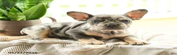 French Bulldog dogs for sale: Lester - Ad 3