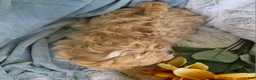 Shihpoo dogs for sale: Biscuit - Ad 16