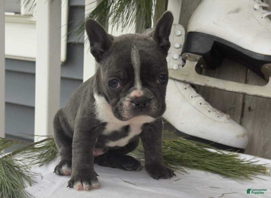 Frenchton dogs for sale: Britney - Ad 5