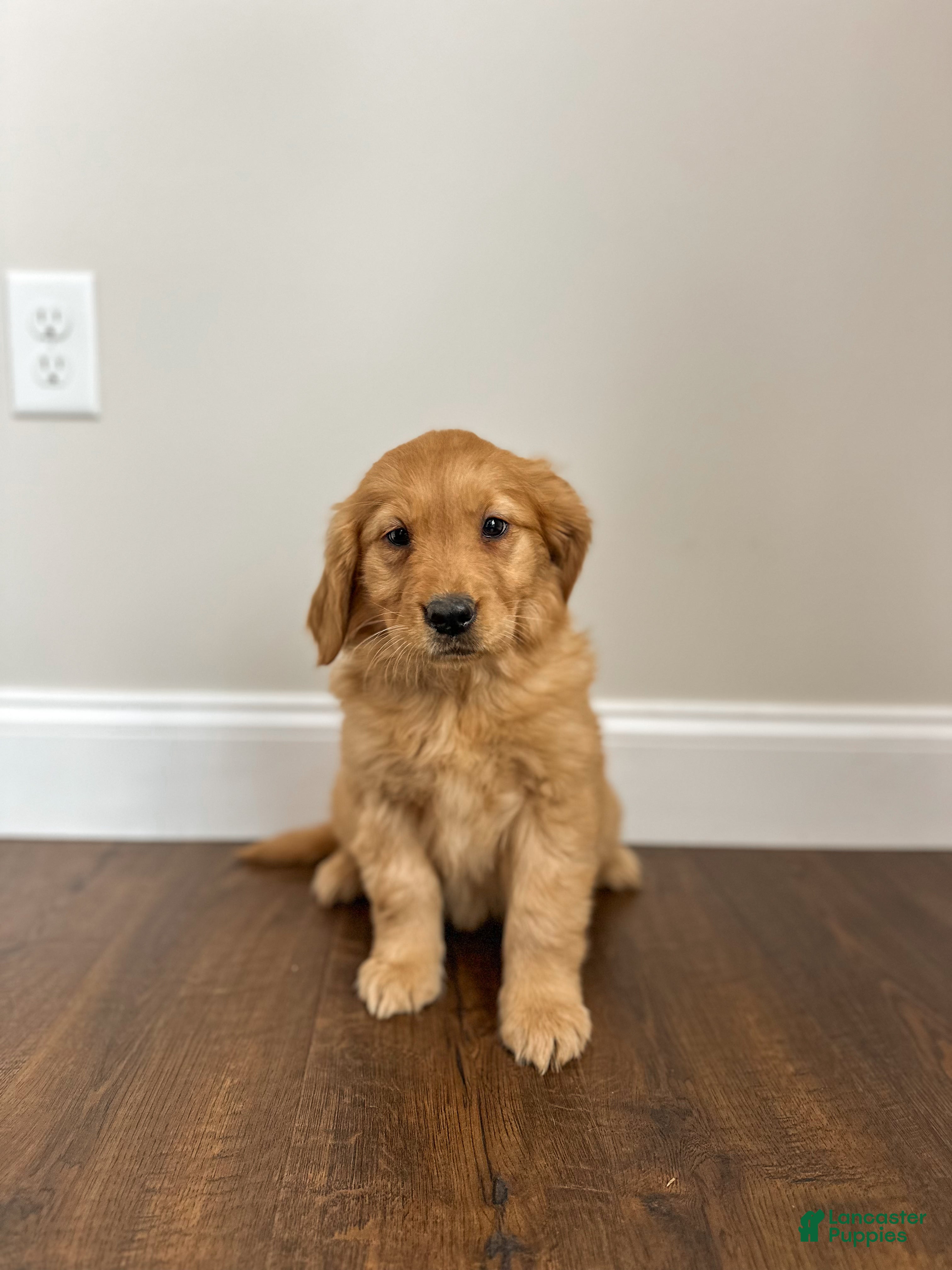 Golden Retriever dogs Callie - Ad 7