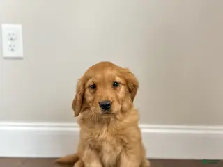 Golden Retriever dogs Callie - Ad 7