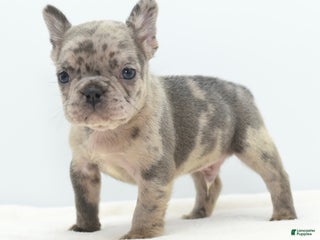 Mixed Breed dogs Nugget blue hybrid - Ad 16