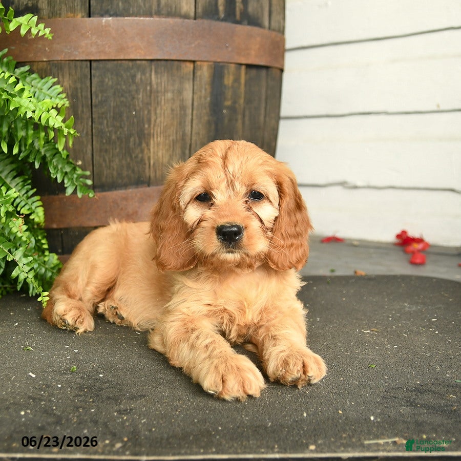 Cavapoo dogs Iris - Ad 2