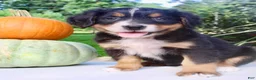 Bernese Mountain Dog dogs for sale: Lucy  - Ad 3