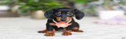 Miniature Dachshund dogs for sale: Chloe - Ad 3
