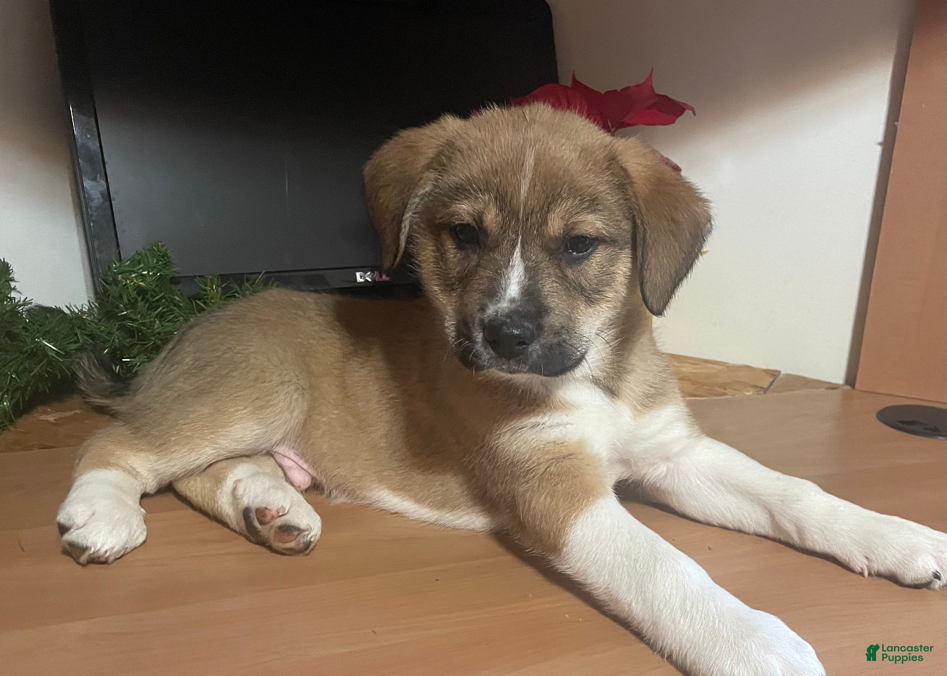 Mixed Breed dogs Rudolph: one of Santa’s Rein-puppies - Ad 11
