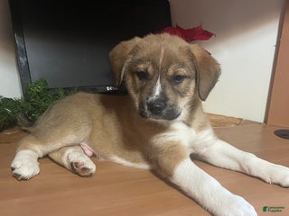 Mixed Breed dogs Rudolph: one of Santa’s Rein-puppies - Ad 11