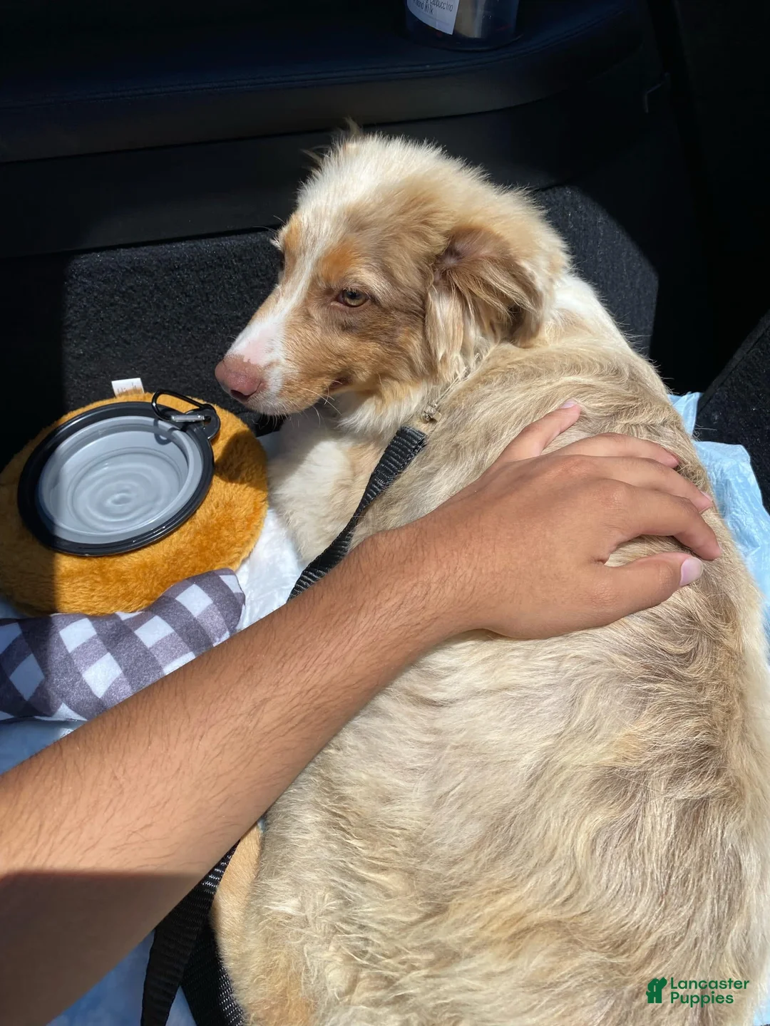 Gallery Image {{count}}