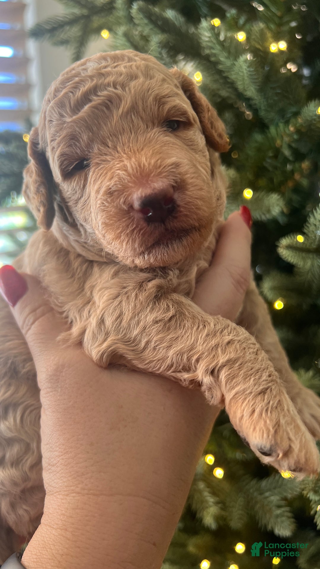 Goldendoodle dogs for sale: Lucky - Ad 2