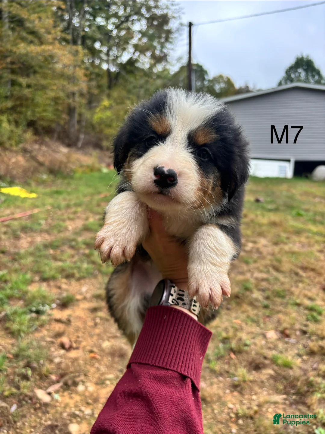Mixed Breed dogs for sale: Mixed Breed 7 - Ad 2