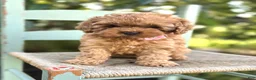 Cocker Spaniel dogs for sale: Kristina - Ad 3