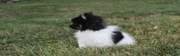 Pomeranian dogs for sale: Ziggy - Ad 8
