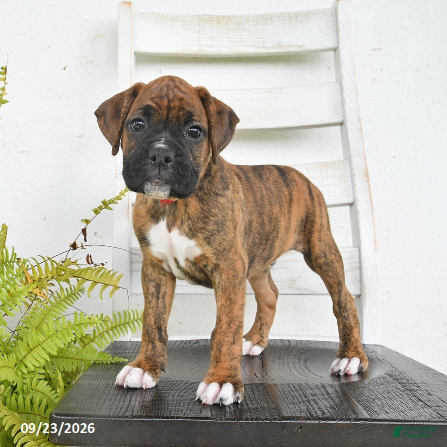 Boxer dogs Blaze - Ad 1
