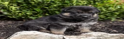 German Shepherd dogs for sale: Ollie - Ad 4