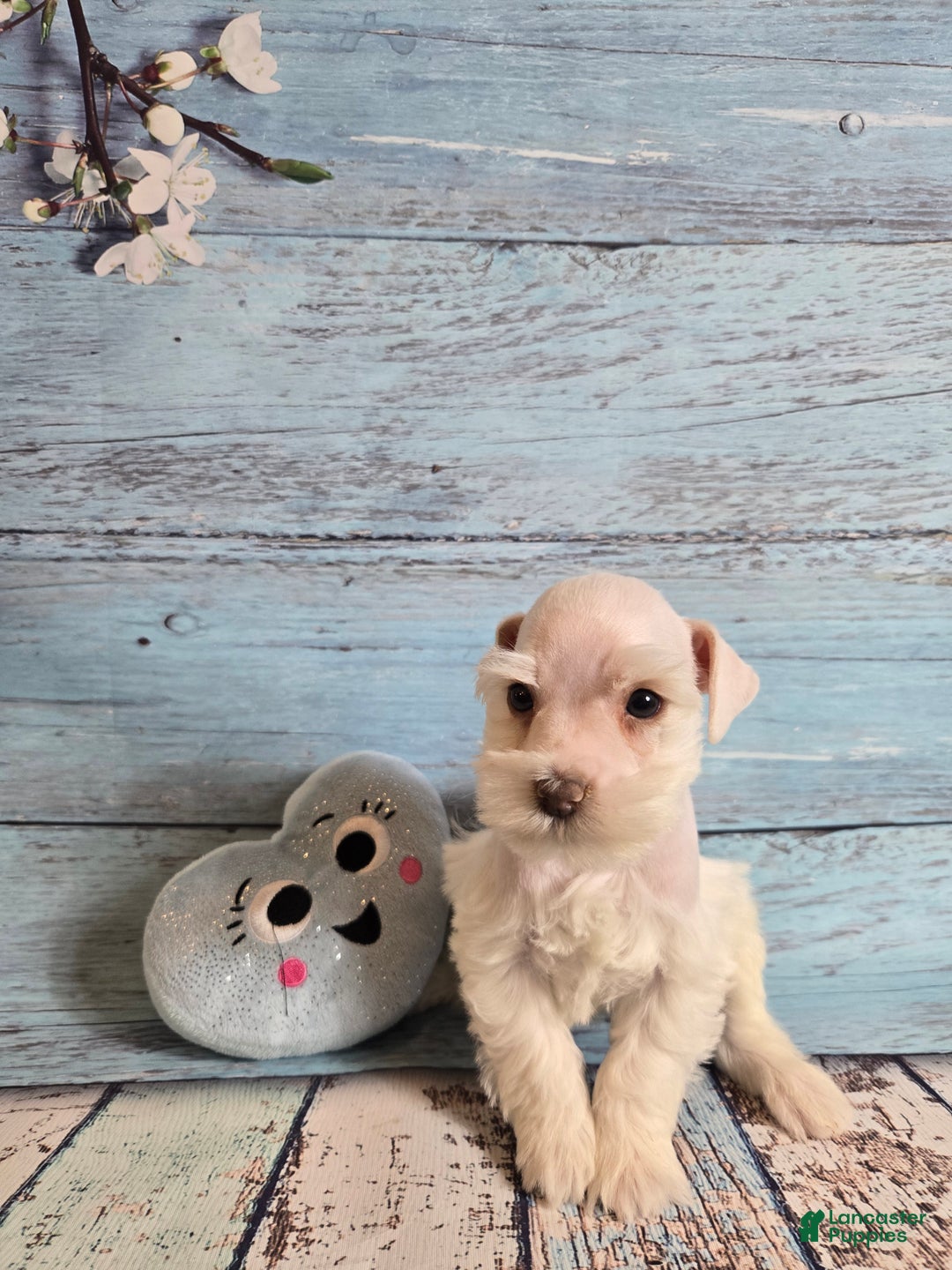 Miniature Schnauzer dogs for sale: OLAF, Miniature Schnauzer Puppy  - Ad 3